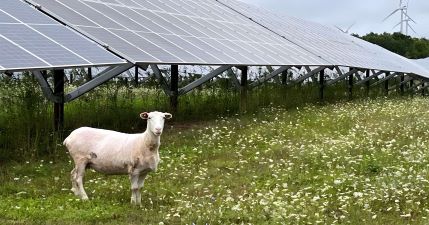 Solar sheep